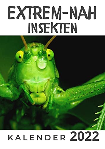 Extrem nah Insekten: Kalender 2022 von 27 Amigos