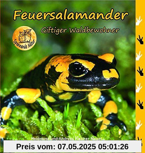 Feuersalamander: Giftiger Waldbewohneer Feuersalamander: Giftiger Waldbewohneer