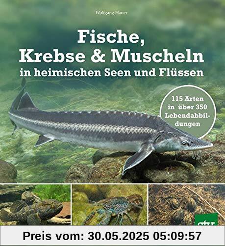 Fische, Krebse & Muscheln in heimischen Seen und Flüssen: 120 Arten in über 350 Lebendabbildungen