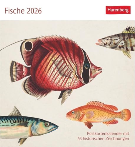 Fische Postkartenkalender 2026 - Postkartenkalender mit 53 historischen Zeichnungen: Kalender mit Retro-Illustrationen. Schönes Geschenk für Kunst- und Naturliebhaber. 16 x 17,5 cm von Harenberg