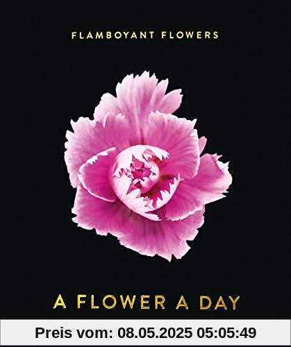 Flamboyant Flowers