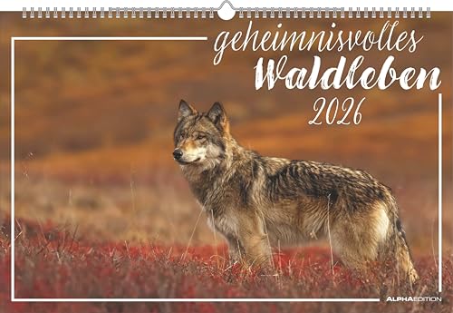 Geheimnisvolles Waldleben 2026 - Bildkalender 49,5x33 cm - Tiere und Pflanzen in unseren heimischen Wäldern - Wandkalender - Wandplaner - Tierkalender von ALPHA EDITION
