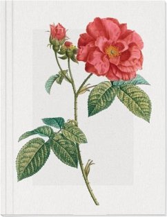 Geschichte der Rose Großes Notizheft Motiv Französische Rose von Gerstenberg Verlag