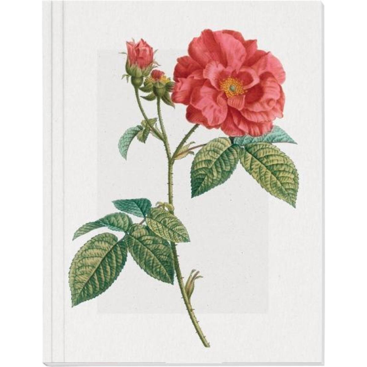 Geschichte der Rose Großes Notizheft (A5) Motiv Französische Rose von Gerstenberg Verlag
