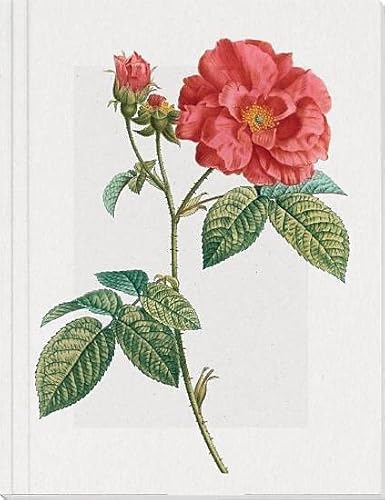 Geschichte der Rose Großes Notizheft Motiv Französische Rose: Format Din A5