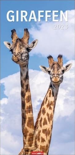 Giraffen Kalender 2023 XXL Hochformat. Die beliebten Tiere in einem länglichen Kalender porträtiert - perfekt für ihr ungewöhnliches Aussehen. Wandkalender für Tierfreunde. von Harenberg u.Weingarten