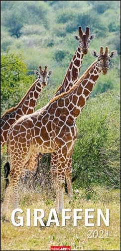 Giraffen XL Kalender 2021