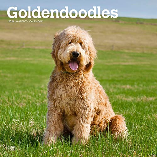 Goldendoodles 2024 Square