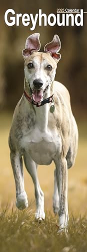 Greyhound Slim Calendar 2025 Dog Breed Slimline Calendar - 12 Month Greyhound Slim Calendar 2025 Dog Breed Slimline Calendar - 12 Month von AVONSIDE