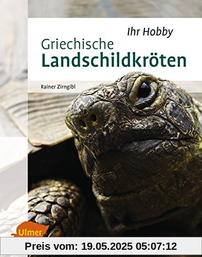 Griechische Landschildkröten