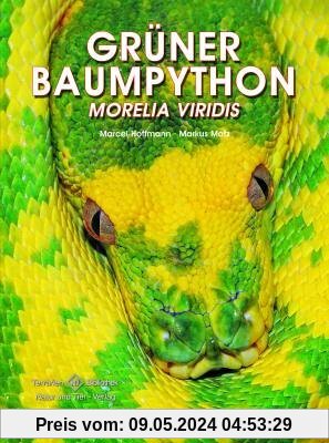 Grüner Baumpython: Morelia viridis