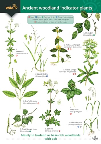 Guide to Ancient Woodland Indicator Plants von Field Studies Council