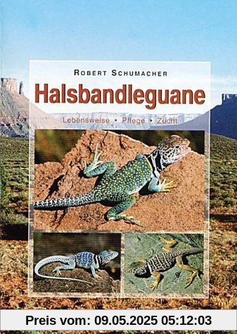 Halsbandleguane: Lebensweise - Pflege - Zucht