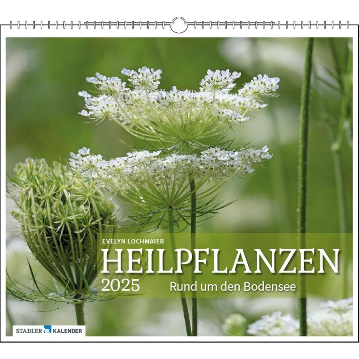 Heilpflanzen rund um den Bodensee 2025 von Stadler Kalender