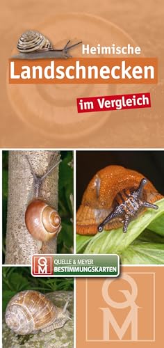 Heimische Landschnecken im Vergleich (Quelle & Meyer Bestimmungskarten) von Quelle + Meyer