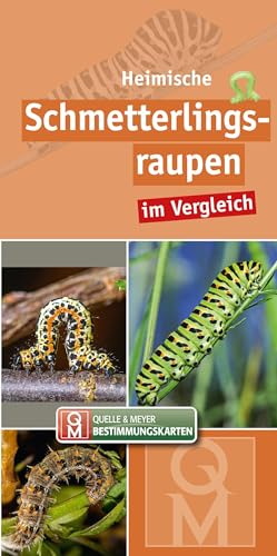 Heimische Schmetterlingsraupen im Vergleich: 10er-Set (Quelle & Meyer Bestimmungskarten)