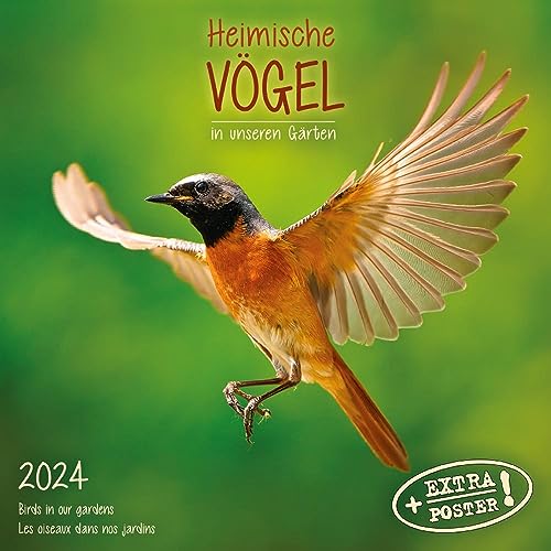 Heimische Vögel 2024: Kalender 2024 (Artwork Edition) von Tushita PaperArt
