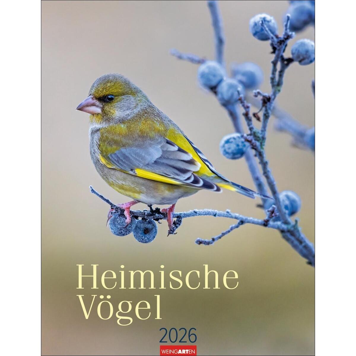 Heimische Vögel Kalender 2026 Heimische Vögel Kalender 2026 von Weingarten