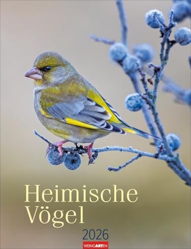Heimische Vögel Kalender 2026: Wandkalender mit 12 Fotografien heimischer Vogelarten. Tier-Kalender 2026 zum Aufhängen. Foto-Kalender mit Monatsübersicht. 30 x 39 cm (Tierkalender Weingarten) von Weingarten