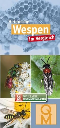 Heimische Wespen im Vergleich: 10er-Set (Quelle & Meyer Bestimmungskarten) von Quelle & Meyer