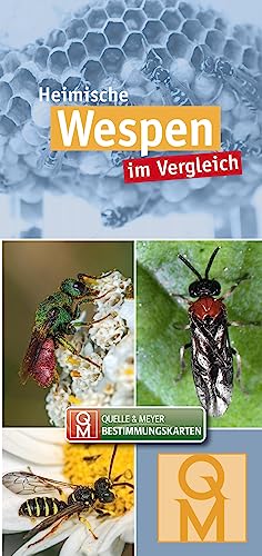 Heimische Wespen: im Vergleich (Quelle & Meyer Bestimmungskarten)