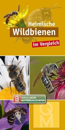 Heimische Wildbienen im Vergleich: 10er-Set (Quelle & Meyer Bestimmungskarten)