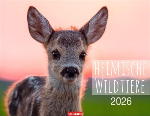 Heimische Wildtiere Kalender 2026: Von Igel bis Wildschein: Naturkalender im Großformat mit heimischen Tieren. Posterkalender für Tierfreunde. ... Wandkalender. (Tierkalender Weingarten) von Weingarten