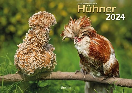 Hühner 2024 Bildkalender A3 quer - Judith Kiener & Oliver Giel von klaes-regio Fotoverlag