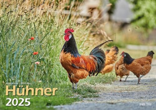 Hühner 2025 Bildkalender A3 quer - Judith Kiener & Oliver Giel von klaes-regio Fotoverlag