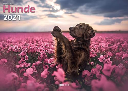 Hunde 2024 Bildkalender A3 quer - Natalie Große von klaes-regio Fotoverlag
