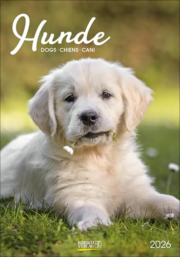 Hunde 2026: Wandkalender mit Fotos von Hunden. Format 23,5 x 33,5 cm. Hunde 2026: Wandkalender mit Fotos von Hunden. Format 23,5 x 33,5 cm. von Korsch Verlag
