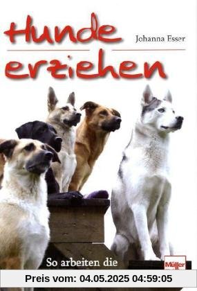Hunde erziehen: So arbeiten die besten Hundetrainer