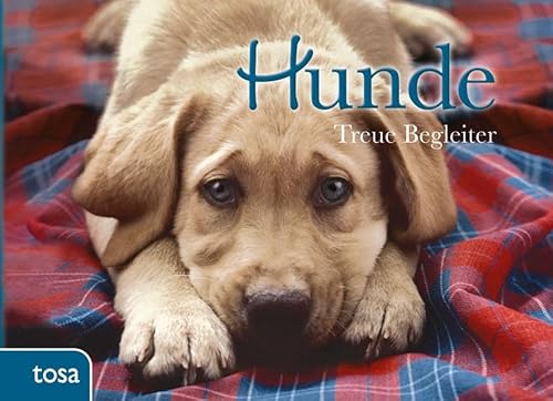 Hunde: Treue Begleiter