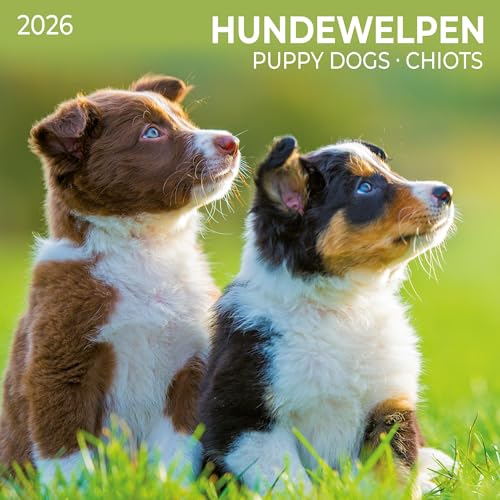 Hundewelpen/Puppy Dogs 2026: Kalender 2026 (Artwork Edition) von Tushita PaperArt