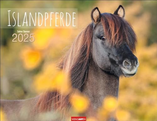Islandpferde Kalender 2025: Fotokalender mit Porträts der charaktervollen Pferderasse. Großer Wandkalender von Sabine Stuewer. 44 x 34 cm Querformat (Tierkalender Weingarten) von Weingarten