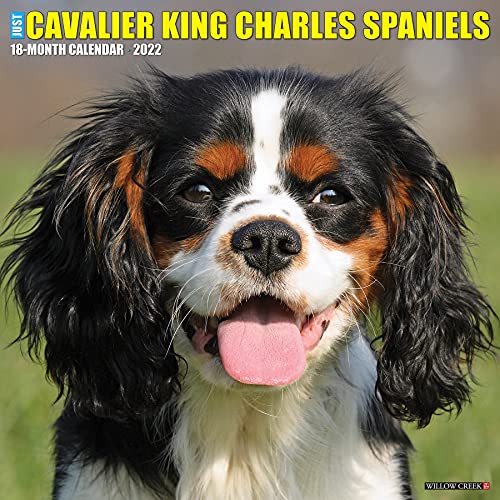 Just Cavalier King Charles Spaniels 2022 Wall Calendar von Willow Creek Press Calendars