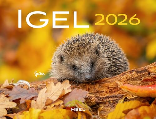 Kalender Igel 2026 Eintragkalender: 12 süße Aufnahmen der stacheligen Gesellen - mit witzigen Namen Kalender Igel 2026 Eintragkalender: 12 süße Aufnahmen der stacheligen Gesellen - mit witzigen Namen von Heel