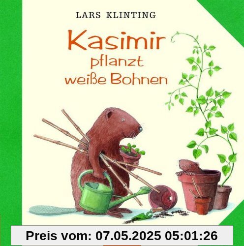 Kasimir pflanzt weiße Bohnen