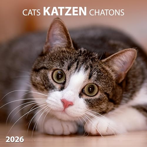 Katzen/Cats 2026: Kalender 2026 (Artwork Edition) von Tushita PaperArt