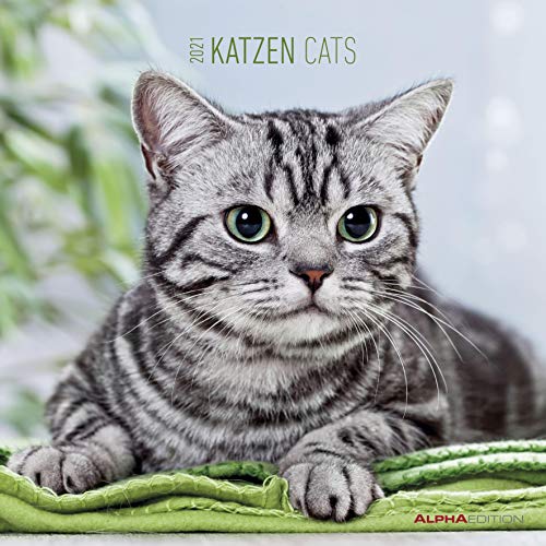 Katzen 2021 - Broschürenkalender 30x30 cm (30x60 geöffnet) - Cats - Bild-Kalender - Wandplaner - mit Platz für Notizen - Alpha Edition von Alpha Edition