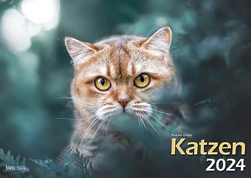 Katzen 2024 Bildkalender A3 quer - Natalie Große von klaes regio Fotoverlag