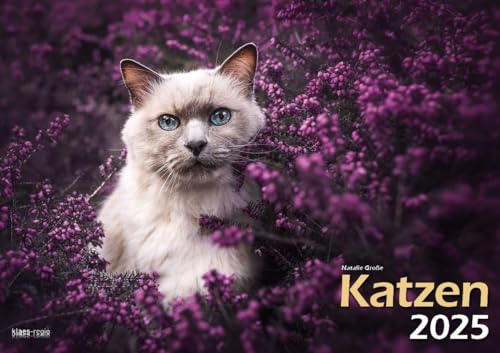 Katzen 2025 Bildkalender A3 quer - Natalie Große von klaes-regio Fotoverlag