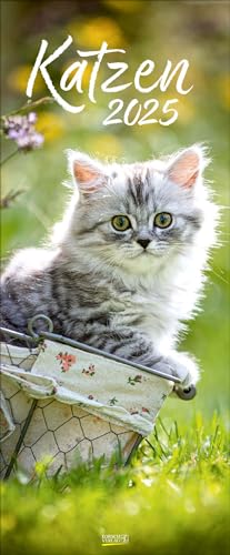 Katzen 2025: Schmaler Wandkalender. Fotokunst-Kalender mit Katzen. PhotoArt Vertikal Format: 28,5x69 cm. von Korsch Verlag