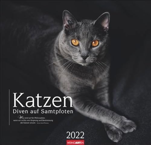 Katzen - Diven auf Samtpfoten Kalender 2022 - mit Zitaten - Tierkalender - großformatiger Wandkalender mit Monatskalendarium - 12 Farbfotos - 48 x 46 cm von Weingarten