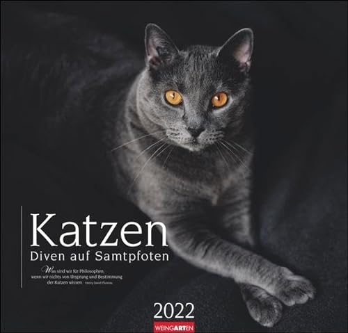 Katzen - Diven auf Samtpfoten Kalender 2022 - mit Zitaten - Tierkalender - großformatiger Wandkalender mit Monatskalendarium - 12 Farbfotos - 48 x 46 cm