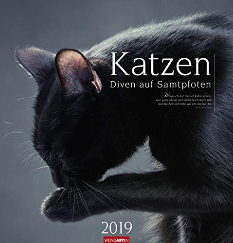 Katzen - Diven auf Samtpfoten Kalender 2023. Eigenwillig und geliebt: Katzen-Porträts in einem großen Wandkalender. Tierkalender 2023 für Katzenfans.: Diven auf Samtpfoten