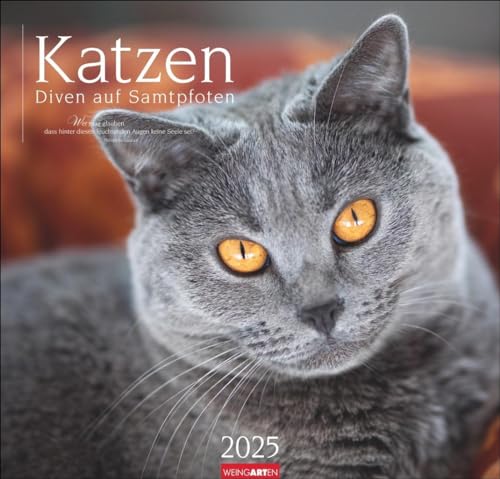 Katzen - Diven auf Samtpfoten Kalender 2025 - Diven auf Samtpfoten: Eigenwillig und geliebt: Katzen-Porträts in einem großen Wandkalender. ... 48 x 46 cm (Tierkalender Weingarten) von Weingarten