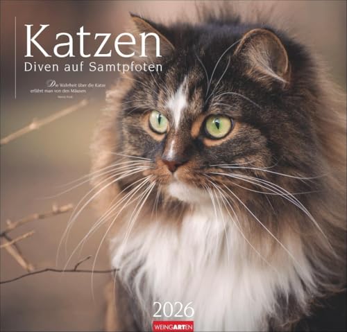 Katzen - Diven auf Samtpfoten Kalender 2026: Eigenwillig und geliebt: Katzen-Porträts in einem großen Wandkalender. Tierkalender 2026 für Katzenfans. 48 x 46 cm (Tierkalender Weingarten) von Weingarten