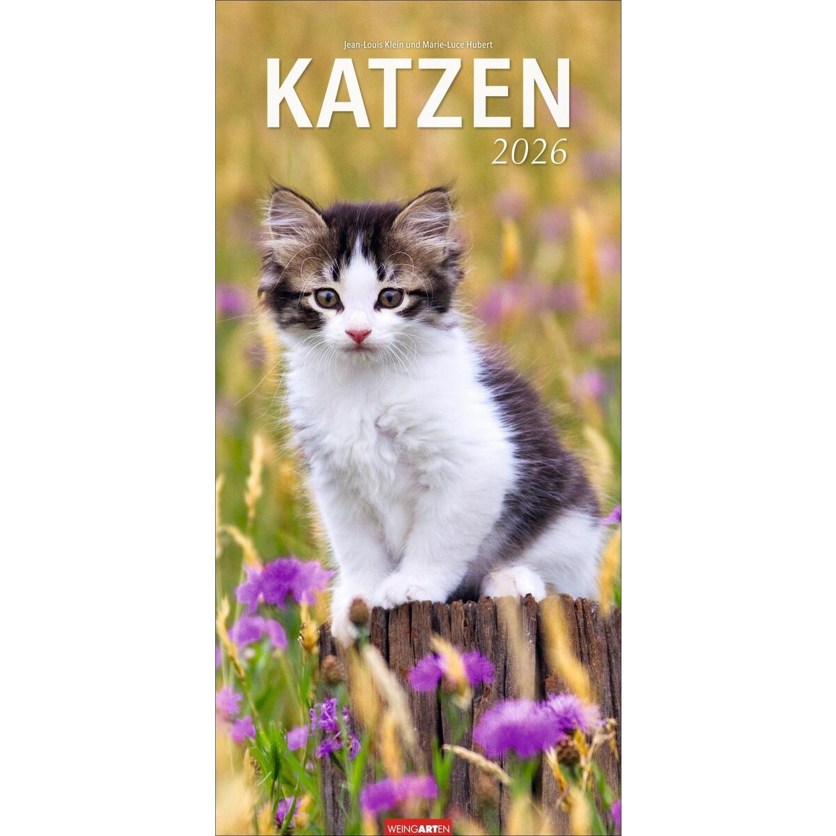 Katzen Kalender 2026 Katzen Kalender 2026 von Weingarten