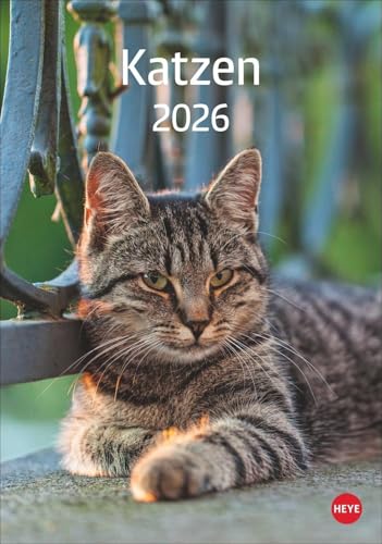 Katzen Kalender 2026: Die beliebten Samtpfoten in einem Wandkalender 2026 zum Eintragen. Dekorativer Kalender mit viel Raum für Termine und Organisatorisches. von Heye